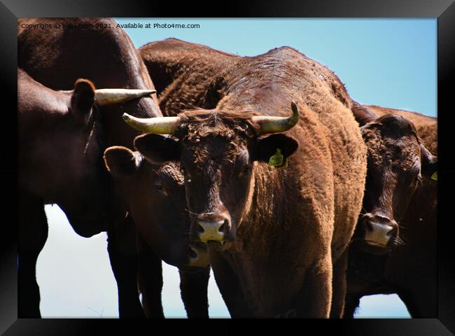 Majestic Cattle on a Sunny Hill Framed Print by paul cobb