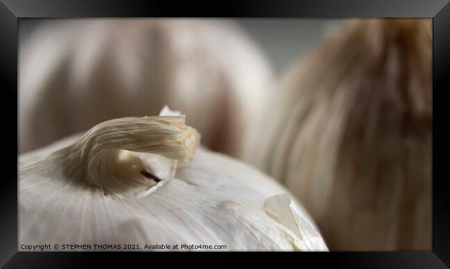 Garlic Bulbs - The Curling Rock Framed Print by STEPHEN THOMAS