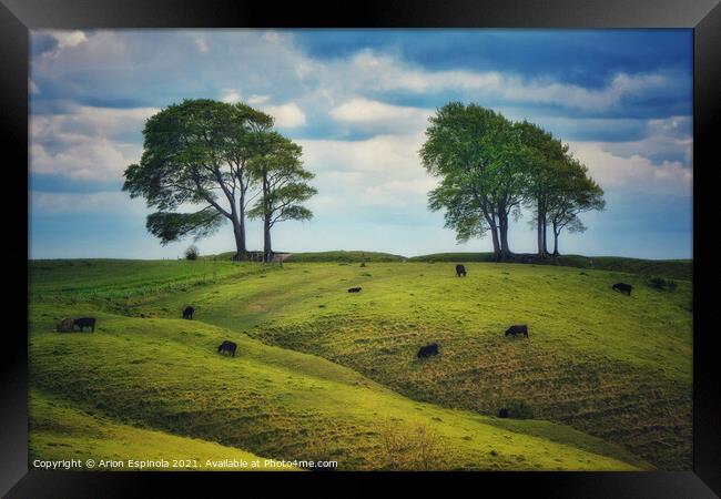 Cows on a lush green Roundway Hill Framed Print by Arion Espinola