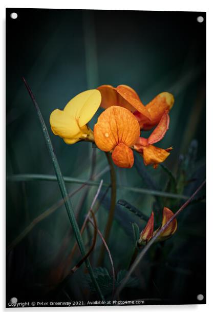 Birds Foot Trefoil ( Lotus Corniculatus ) Meadow Flower Acrylic by Peter Greenway