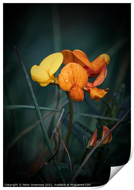 Birds Foot Trefoil ( Lotus Corniculatus ) Meadow Flower Print by Peter Greenway