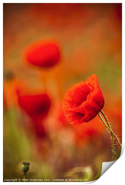 Rural Oxfordshire Poppy Field Print by Peter Greenway