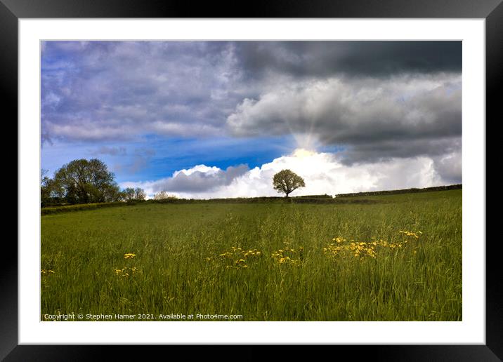 Grass Meadow Framed Mounted Print by Stephen Hamer