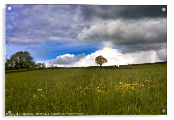 Grass Meadow Acrylic by Stephen Hamer