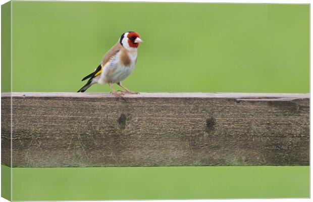 Goldfinch Canvas Print by mark humpage