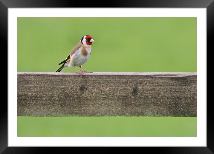 Goldfinch Framed Mounted Print by mark humpage