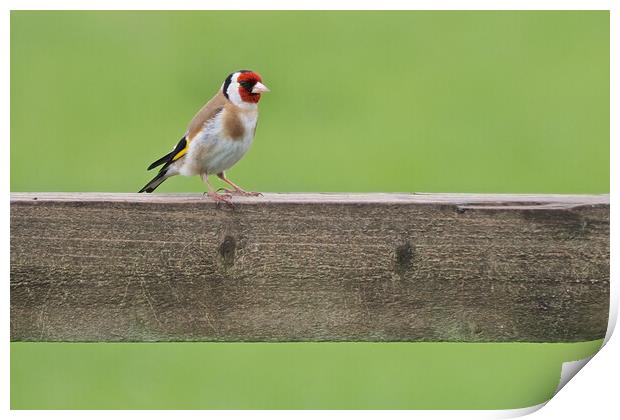 Goldfinch Print by mark humpage