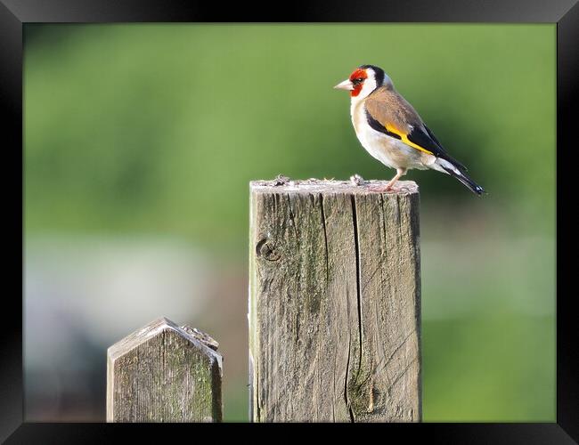 Goldfinch on fence  Framed Print by mark humpage