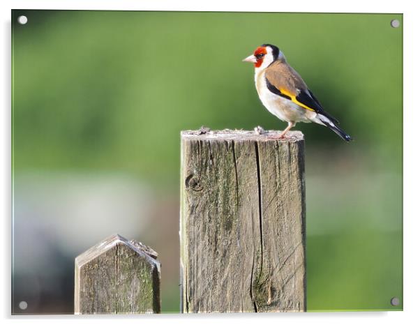 Goldfinch on fence  Acrylic by mark humpage