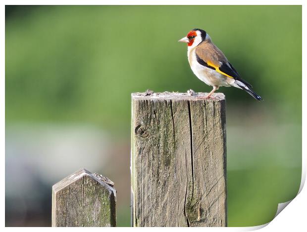 Goldfinch on fence  Print by mark humpage