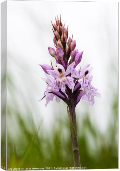 English Common Spotted Orchid ( Dactylorhiza fuschii ) Meadow Fl Canvas Print by Peter Greenway