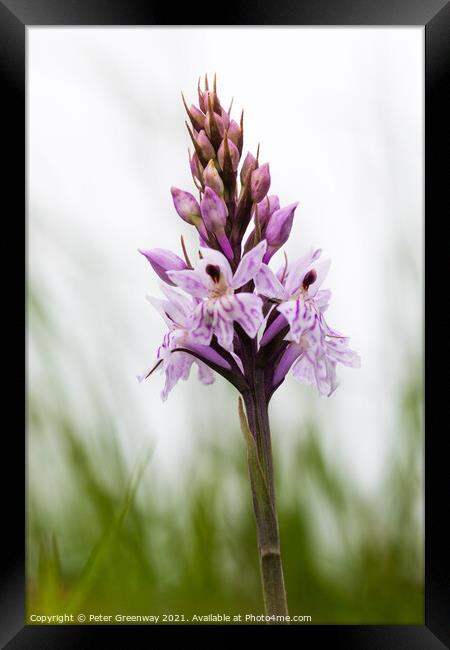 English Common Spotted Orchid ( Dactylorhiza fuschii ) Meadow Fl Framed Print by Peter Greenway