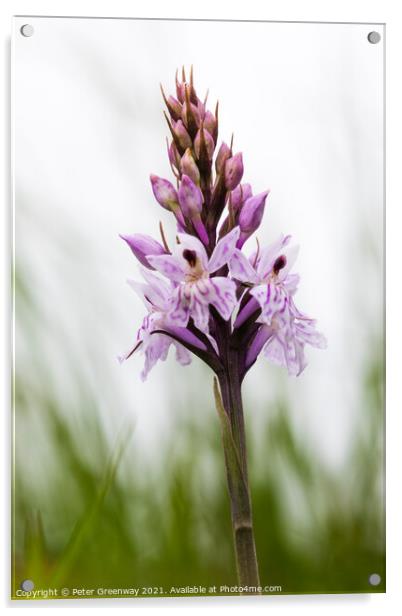 English Common Spotted Orchid ( Dactylorhiza fuschii ) Meadow Fl Acrylic by Peter Greenway