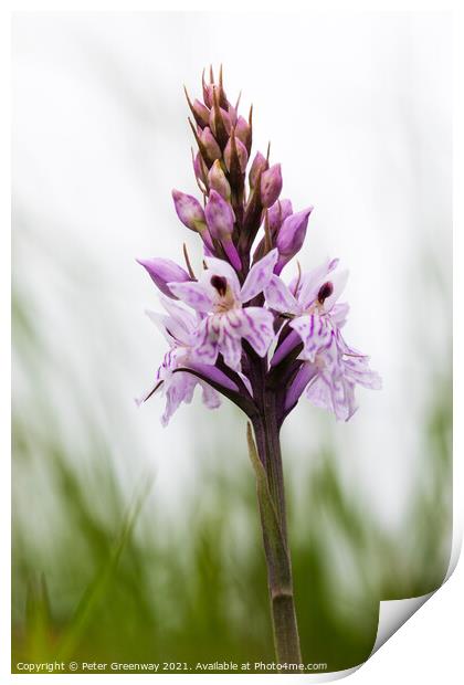 English Common Spotted Orchid ( Dactylorhiza fuschii ) Meadow Fl Print by Peter Greenway