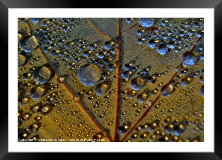 Autumn droplets  Framed Mounted Print by Arion Espinola