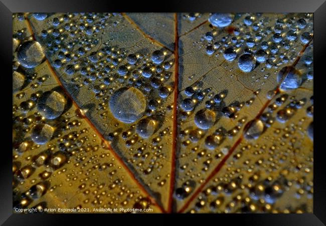 Autumn droplets  Framed Print by Arion Espinola