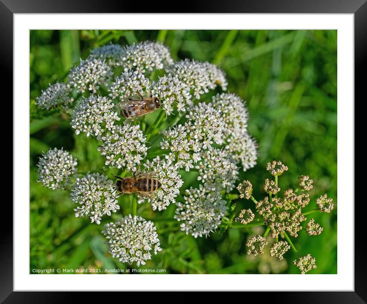 Cow Parsley and Friends. Framed Mounted Print by Mark Ward