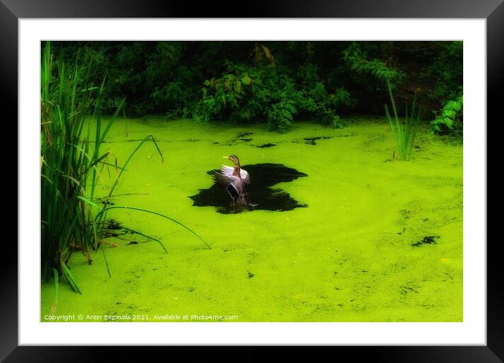 Duck on the canal Framed Mounted Print by Arion Espinola