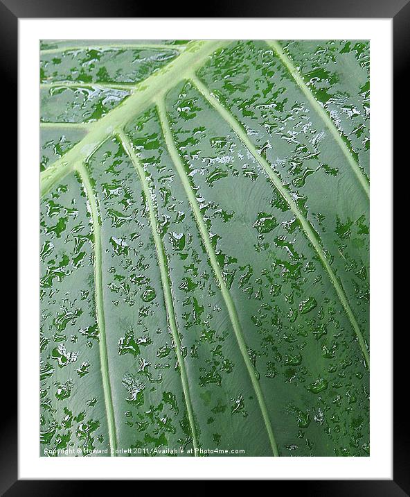Wet leaf Framed Mounted Print by Howard Corlett