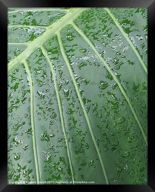 Wet leaf Framed Print by Howard Corlett