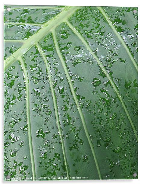 Wet leaf Acrylic by Howard Corlett