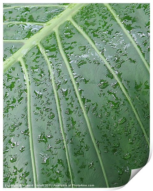 Wet leaf Print by Howard Corlett