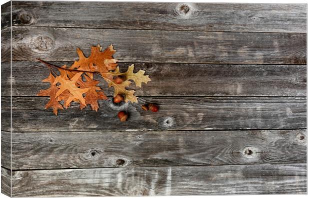 Seasonal oak leaves with acorns on a rustic wood background for  Canvas Print by Thomas Baker
