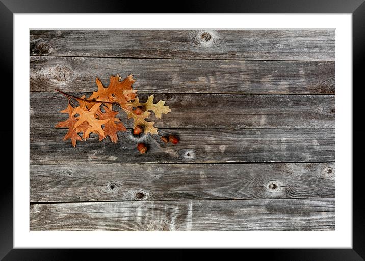 Seasonal oak leaves with acorns on a rustic wood background for  Framed Mounted Print by Thomas Baker