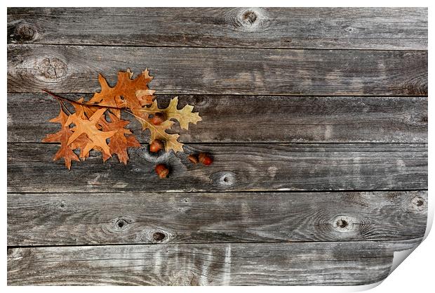 Seasonal oak leaves with acorns on a rustic wood background for  Print by Thomas Baker