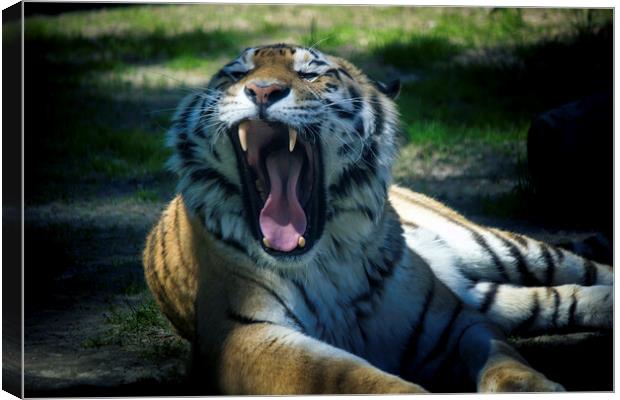 The Siberian tiger,Panthera tigris altaica is the biggest jungle cat in the world. Animal with stripes roaring and its sharp teeth visible. Canvas Print by Arpan Bhatia