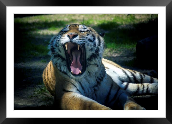 The Siberian tiger,Panthera tigris altaica is the biggest jungle cat in the world. Animal with stripes roaring and its sharp teeth visible. Framed Mounted Print by Arpan Bhatia
