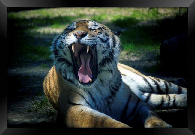 The Siberian tiger,Panthera tigris altaica is the biggest jungle cat in the world. Animal with stripes roaring and its sharp teeth visible. Framed Print by Arpan Bhatia