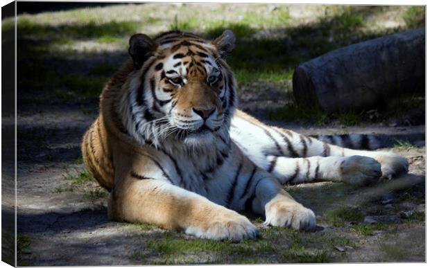 The Siberian tiger,Panthera tigris altaica is the biggest jungle cat in the world. Animal with stripes relaxing or resting Canvas Print by Arpan Bhatia