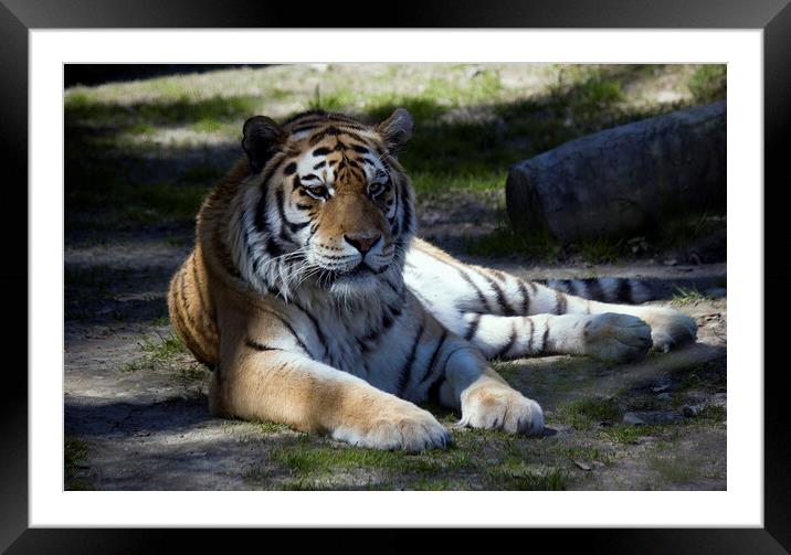 The Siberian tiger,Panthera tigris altaica is the biggest jungle cat in the world. Animal with stripes relaxing or resting Framed Mounted Print by Arpan Bhatia