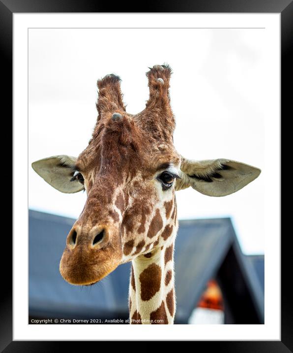 Giraffe Framed Mounted Print by Chris Dorney