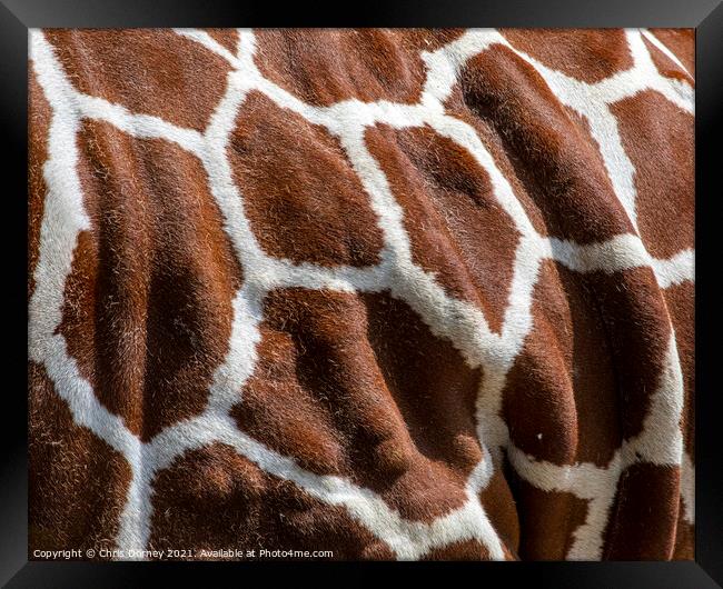 Giraffe Markings Framed Print by Chris Dorney