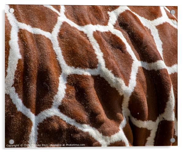 Giraffe Markings Acrylic by Chris Dorney