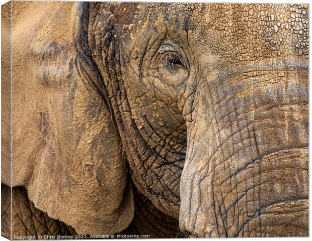 Close-up of an Elephant Canvas Print by Chris Dorney