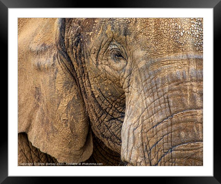 Close-up of an Elephant Framed Mounted Print by Chris Dorney