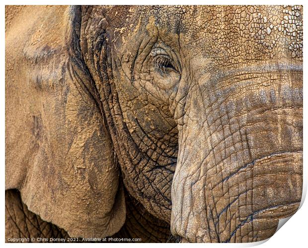 Close-up of an Elephant Print by Chris Dorney