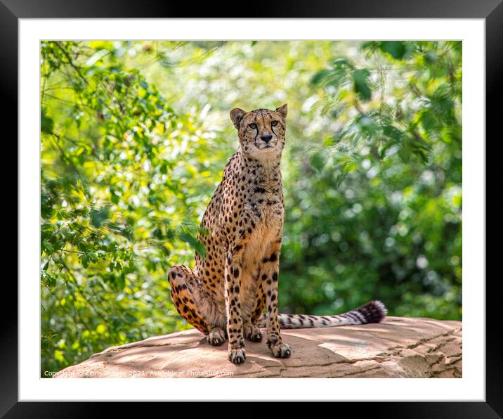 Cheetah Framed Mounted Print by Chris Dorney