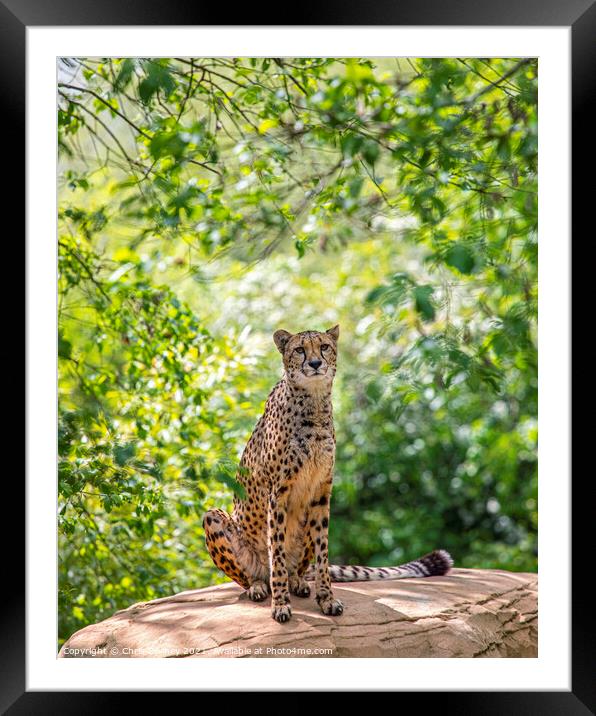 Cheetah Framed Mounted Print by Chris Dorney