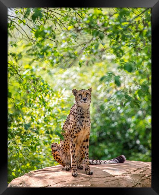 Cheetah Framed Print by Chris Dorney