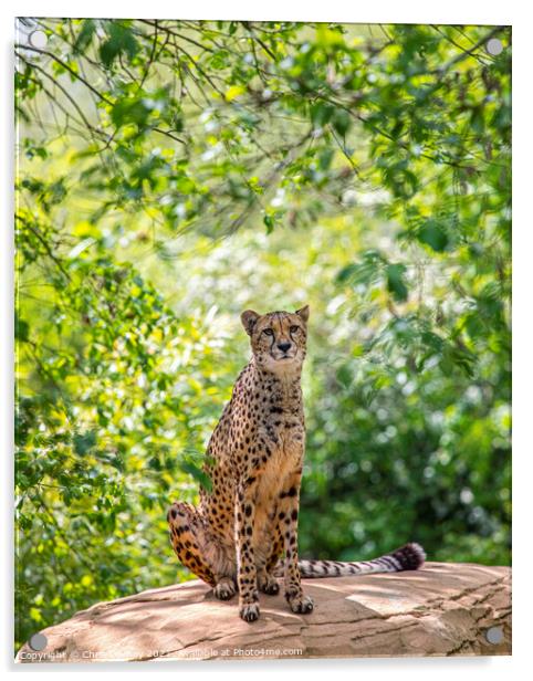 Cheetah Acrylic by Chris Dorney