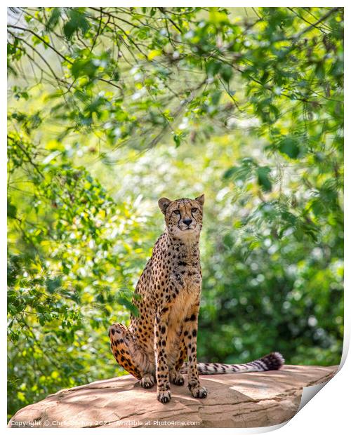 Cheetah Print by Chris Dorney