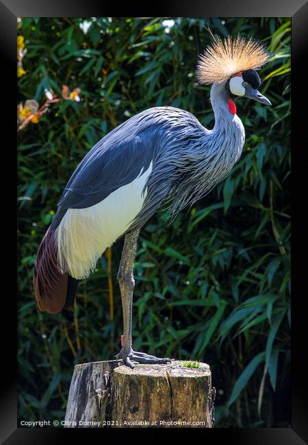 Grey Crowned Crane Framed Print by Chris Dorney