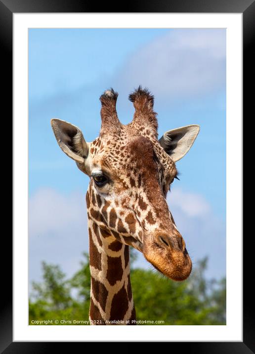 Close-up of a Giraffe Framed Mounted Print by Chris Dorney