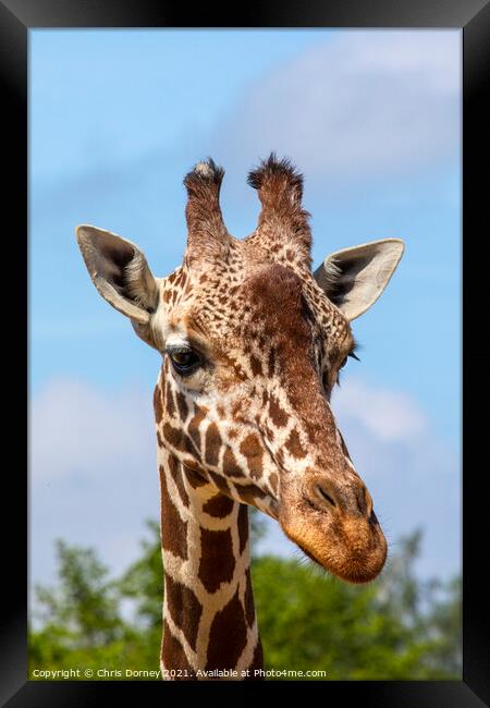 Close-up of a Giraffe Framed Print by Chris Dorney