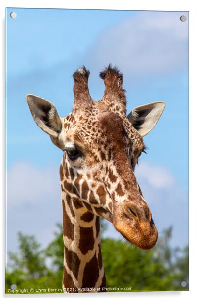 Close-up of a Giraffe Acrylic by Chris Dorney