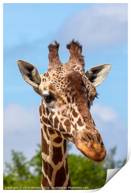 Close-up of a Giraffe Print by Chris Dorney